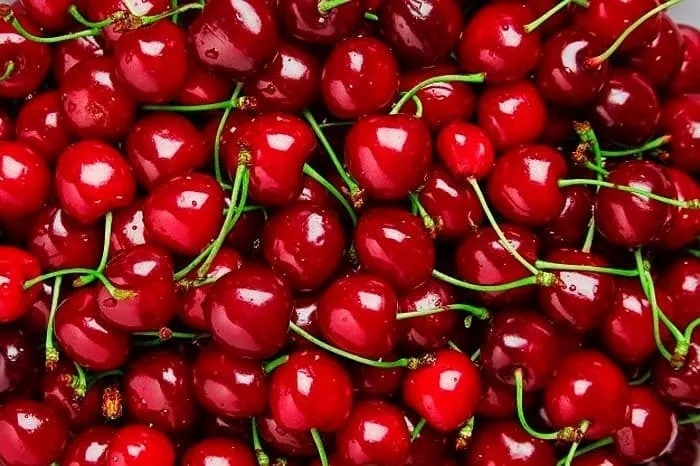 آلبالو برای تهیه مربا آلبالو
