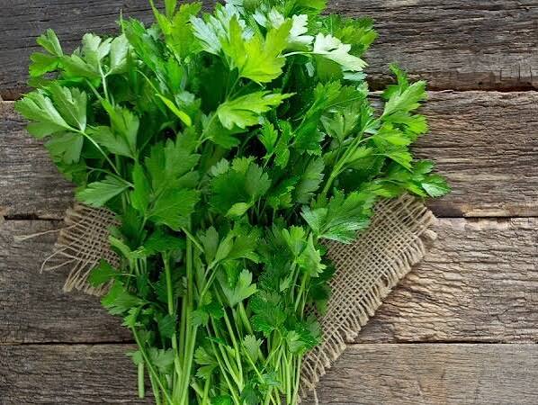 کوددهی گیاه جعفری