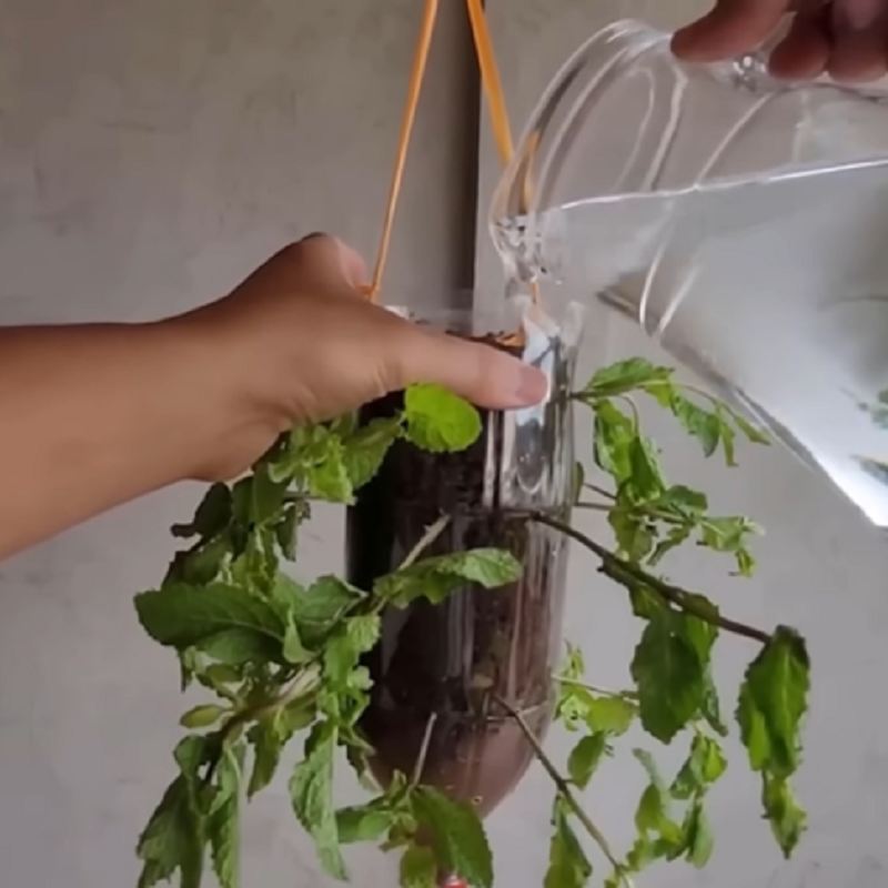 آبیاری و نگهداری نعناع در خانه