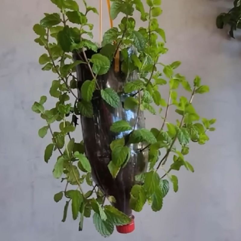پرورش نعناع در خانه با بطری پلاستیکی