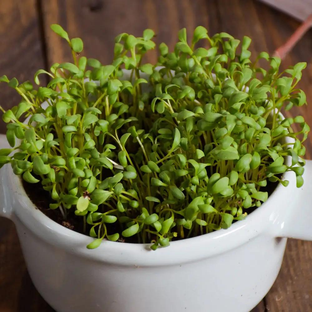 کاشت شاهی در گلدان و پرورش شاهی در خانه
