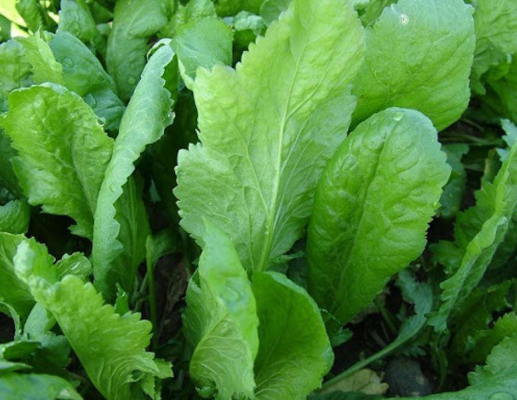 تنک کردن شاهی های کاشته شده در گلدان