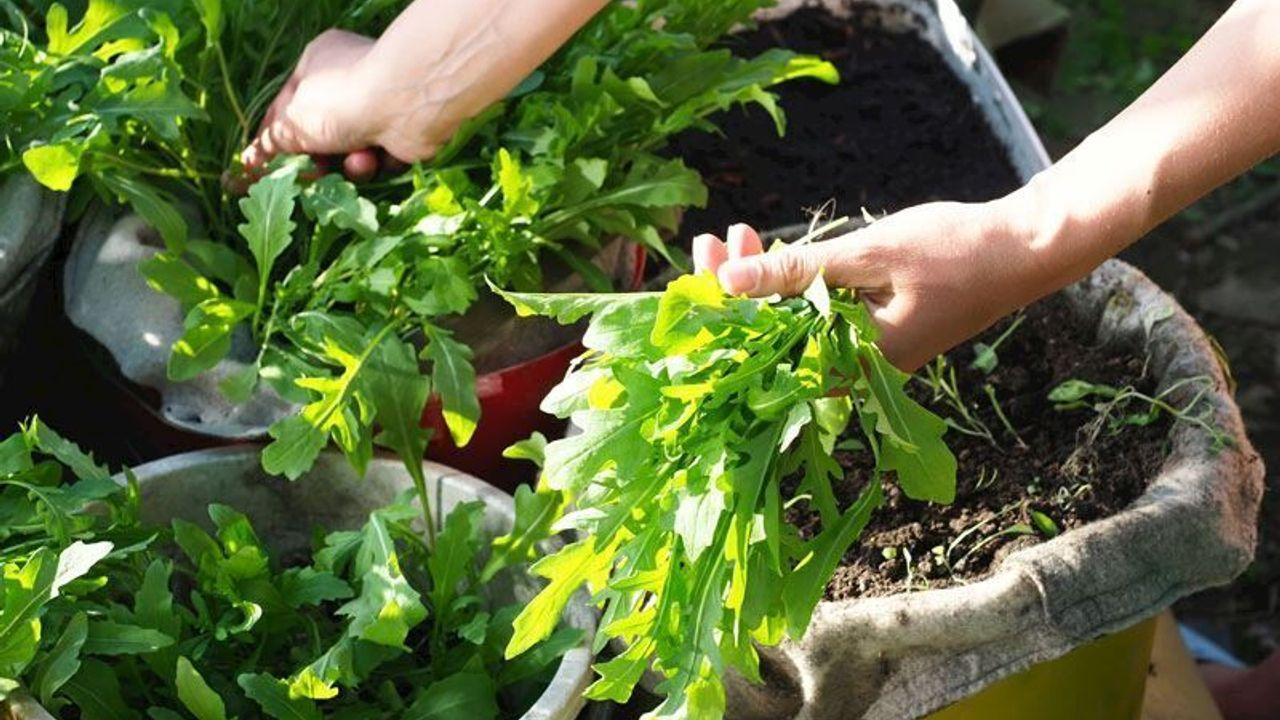 برداشت شاهی تازه از گلدان
