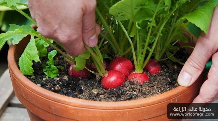 کاشت تربچه در گلدان و پرورش تربچه تازه در خانه