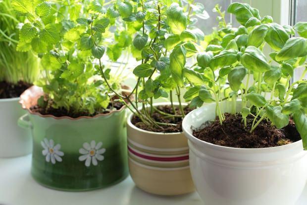 گلدان مناسب برای کاشت شاهی