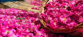 طریقه خشک کردن گل محمدی