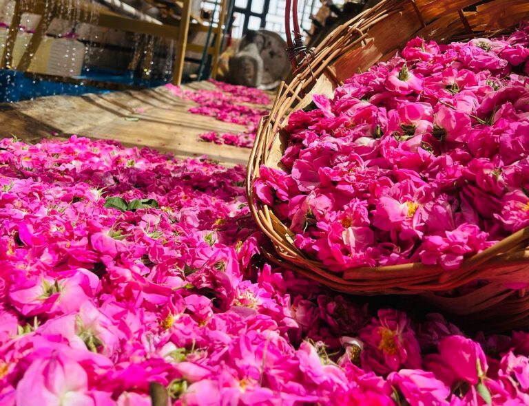 طریقه خشک کردن گل محمدی