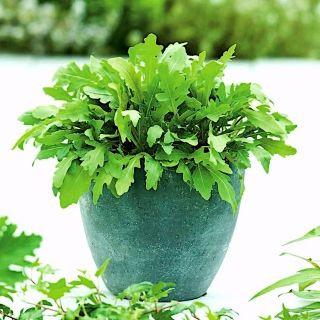 جوانه های شاهی در گلدان