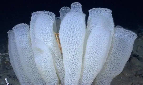 اسفنج شیشه ای بسیار طولانی عمر