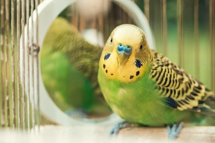 اسم برای پرنده و طوطی خانگی
