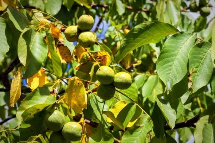 پاک کردن لکه گردو از دست