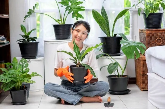 تمیز کردن برگ گیاهان و گردگیری برگ
