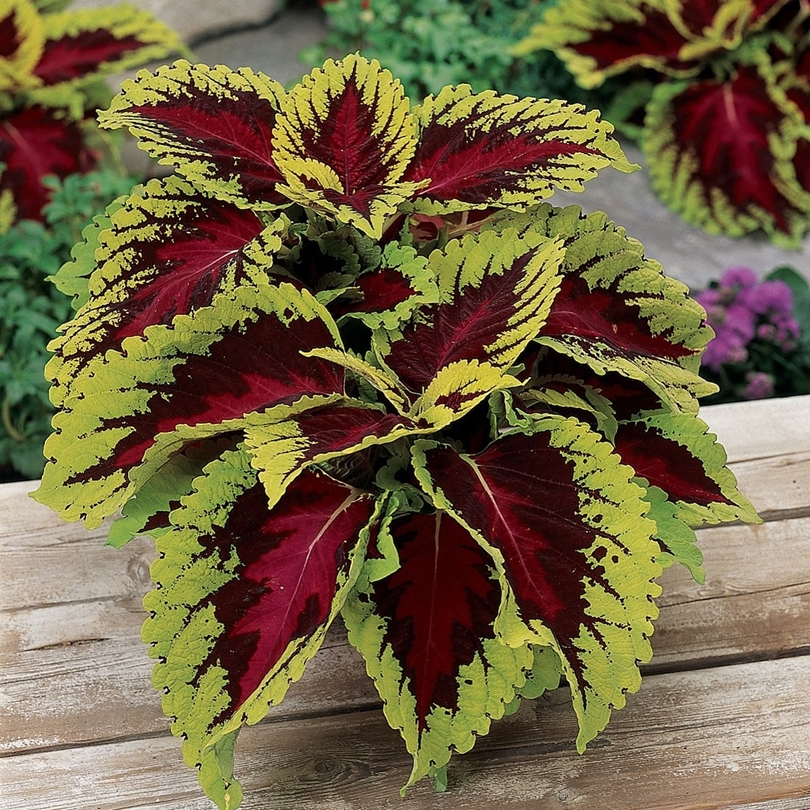 گل حسن یوسف با برگهای قرمز و سبز