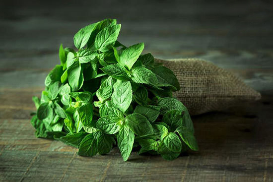 نعناع تازه برای تهیه عرق نعنا