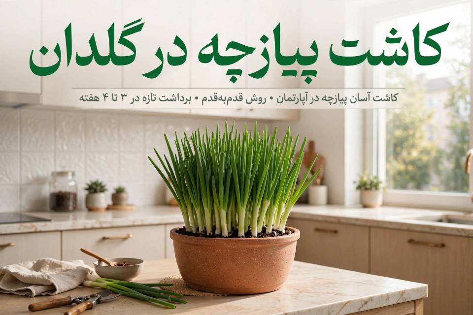 کاشت پیازچه در گلدان