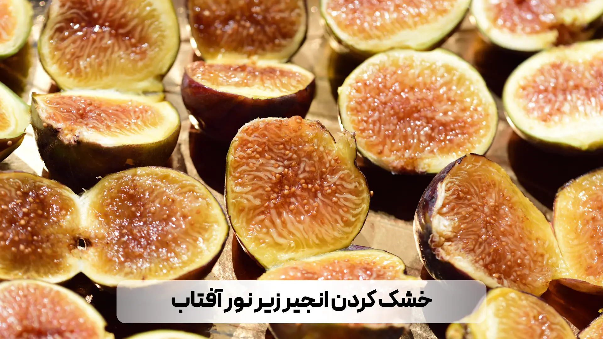 انجیرهای نصف شده برای خشک کردن زیر نور آفتاب