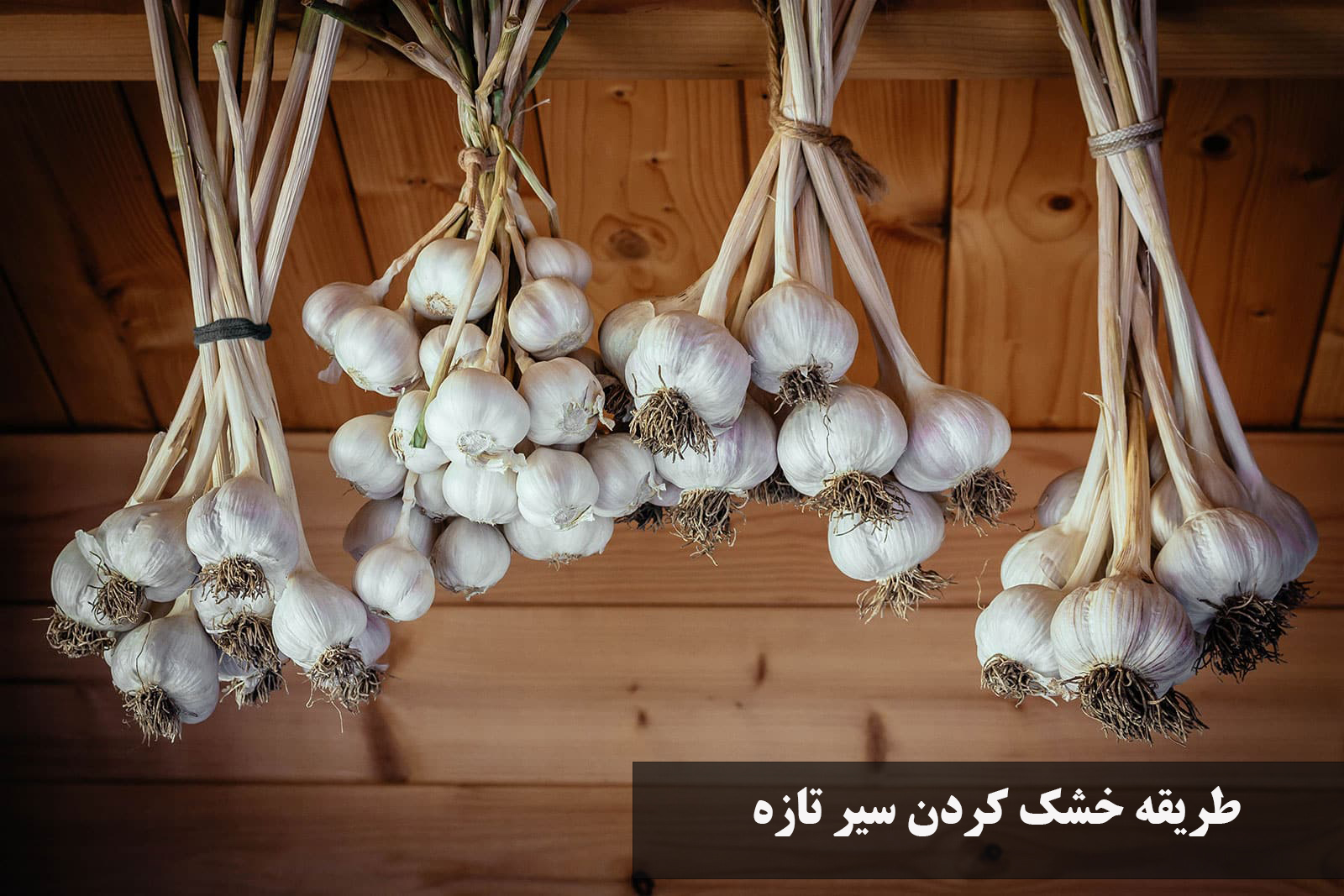 روش خشک کردن سیر تازه در خانه