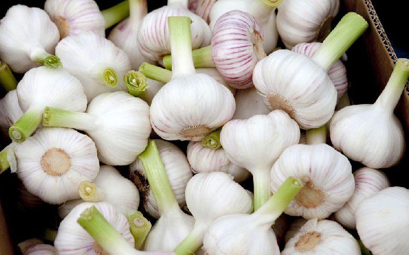 سیر تازه و حبه های سیر