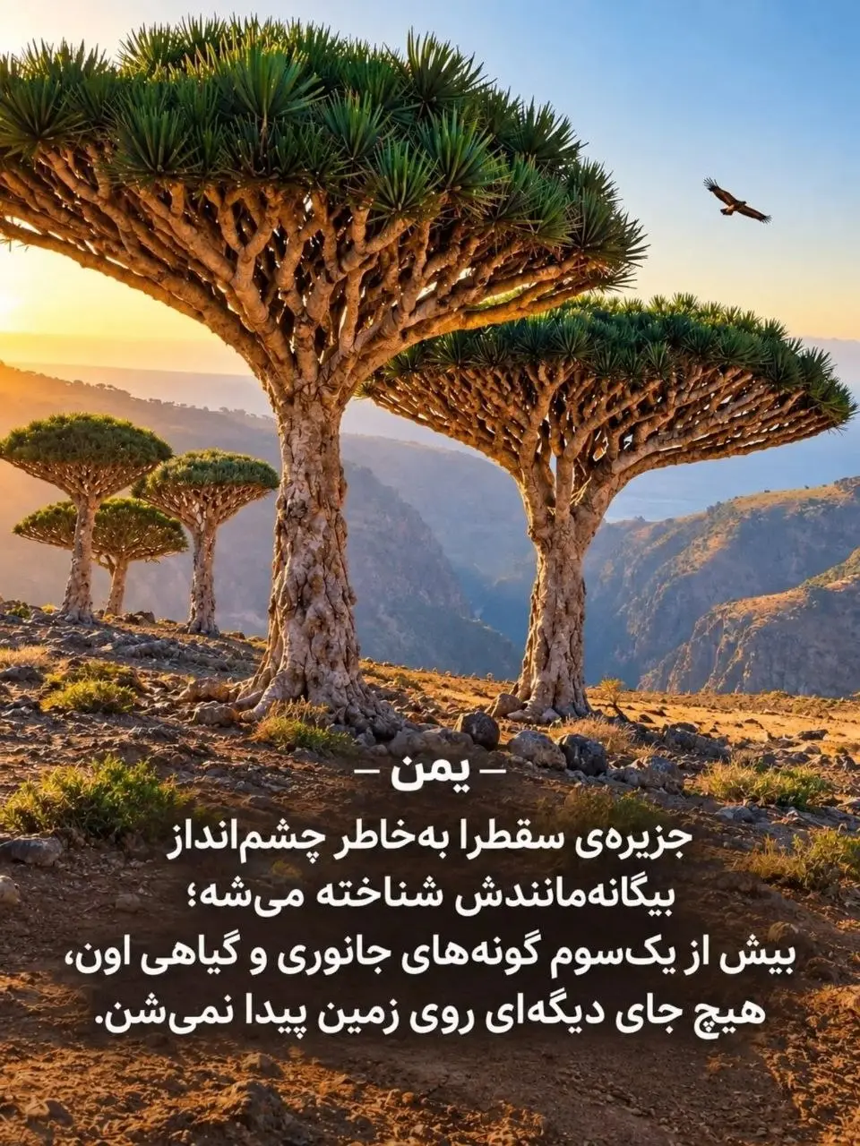 جزیره سقطرا یمن و درختان عجیب خون اژدها