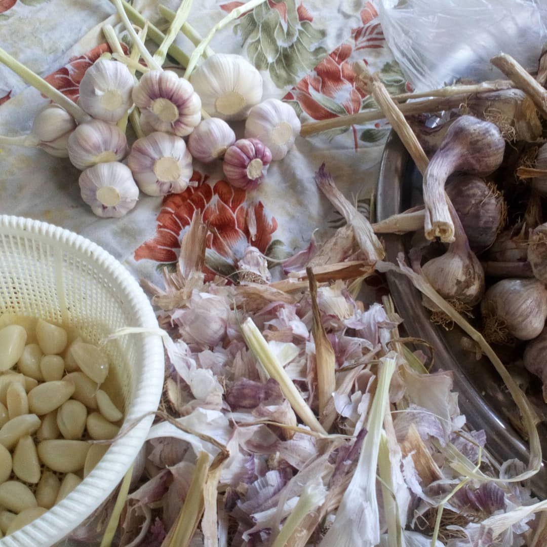 سیر تازه آماده پوست گرفتن و خشک کردن