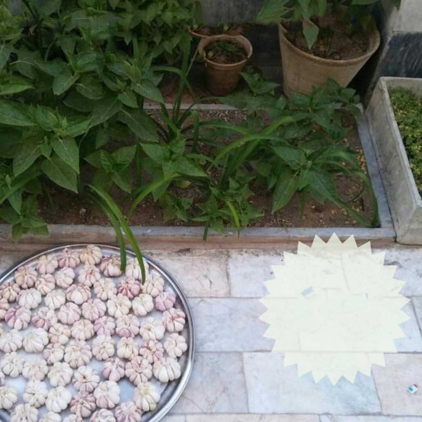 خشک کردن سیر تازه در سینی و فضای آزاد