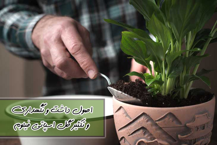 روش صحیح آبیاری و نگهداری اسپاتی فیلوم