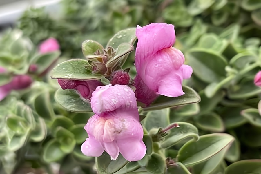 نگهداری گل میمون در گلدان