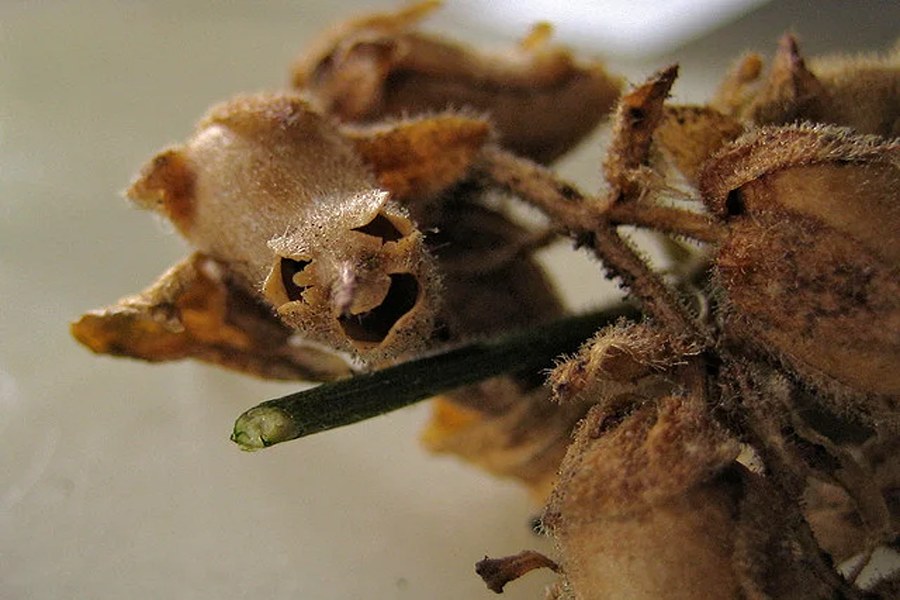 گل میمون در باغچه