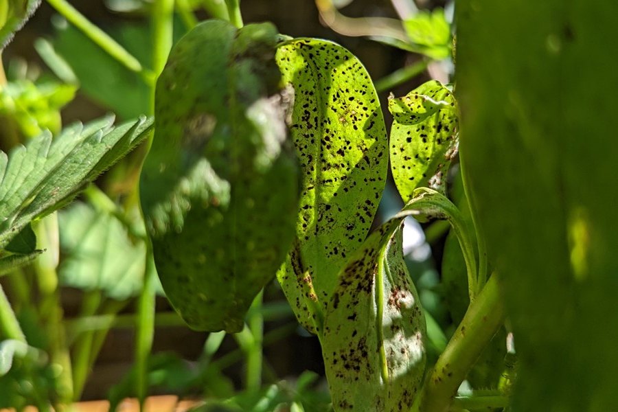 بیماری‌های گل میمون
